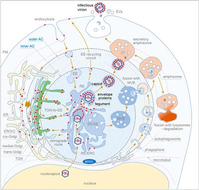 Cytomegaloviruses reorganize endomembrane system to intersect endosomal and amphisome-like egress pathway